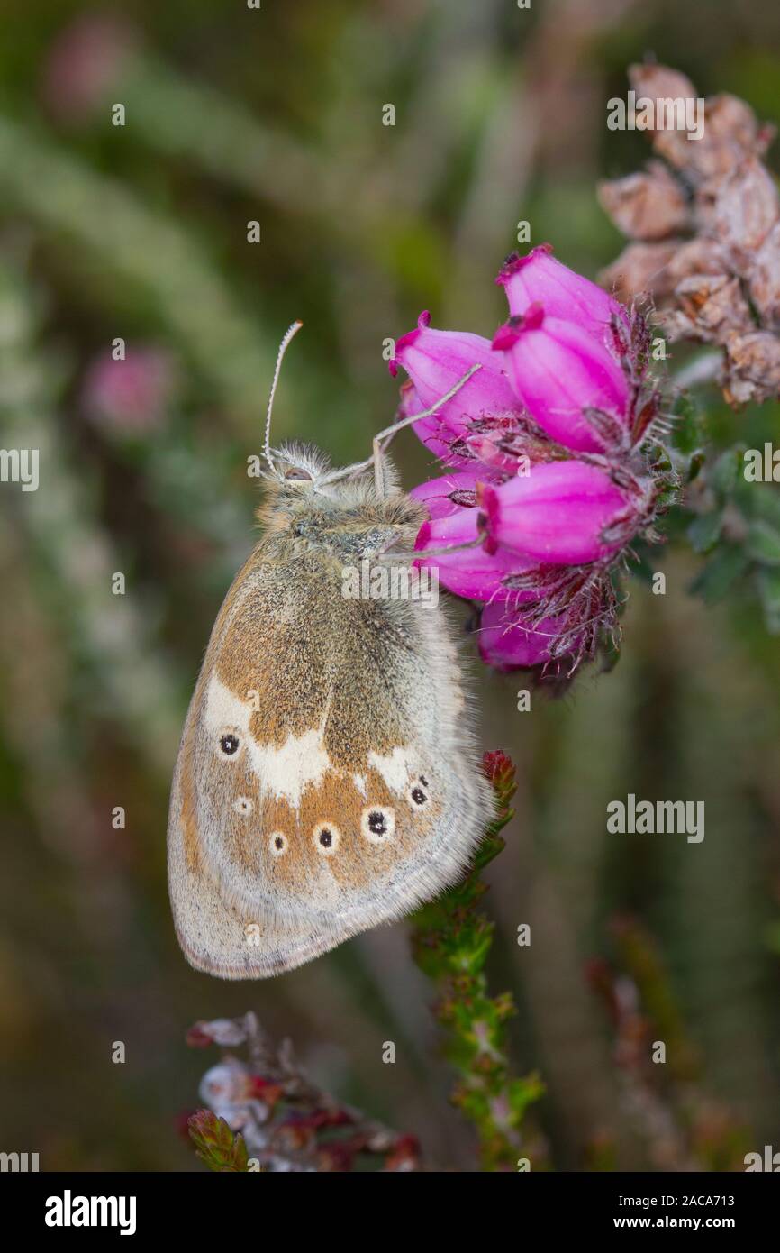 Large Heath (Coenonympha tullia ssp. polydama) adult butterfly on Cross-leaved Heath (Erica tetralix). Ceredigion, Wales. June. Stock Photo