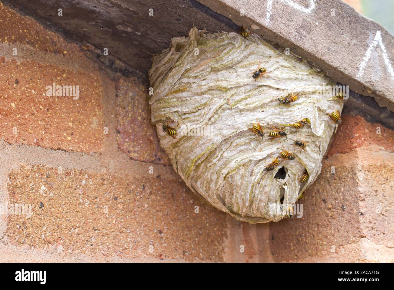 Norwegian wasp (Dolichovespula norwegicus) nest on a building. Powys, Wales. June. Stock Photo