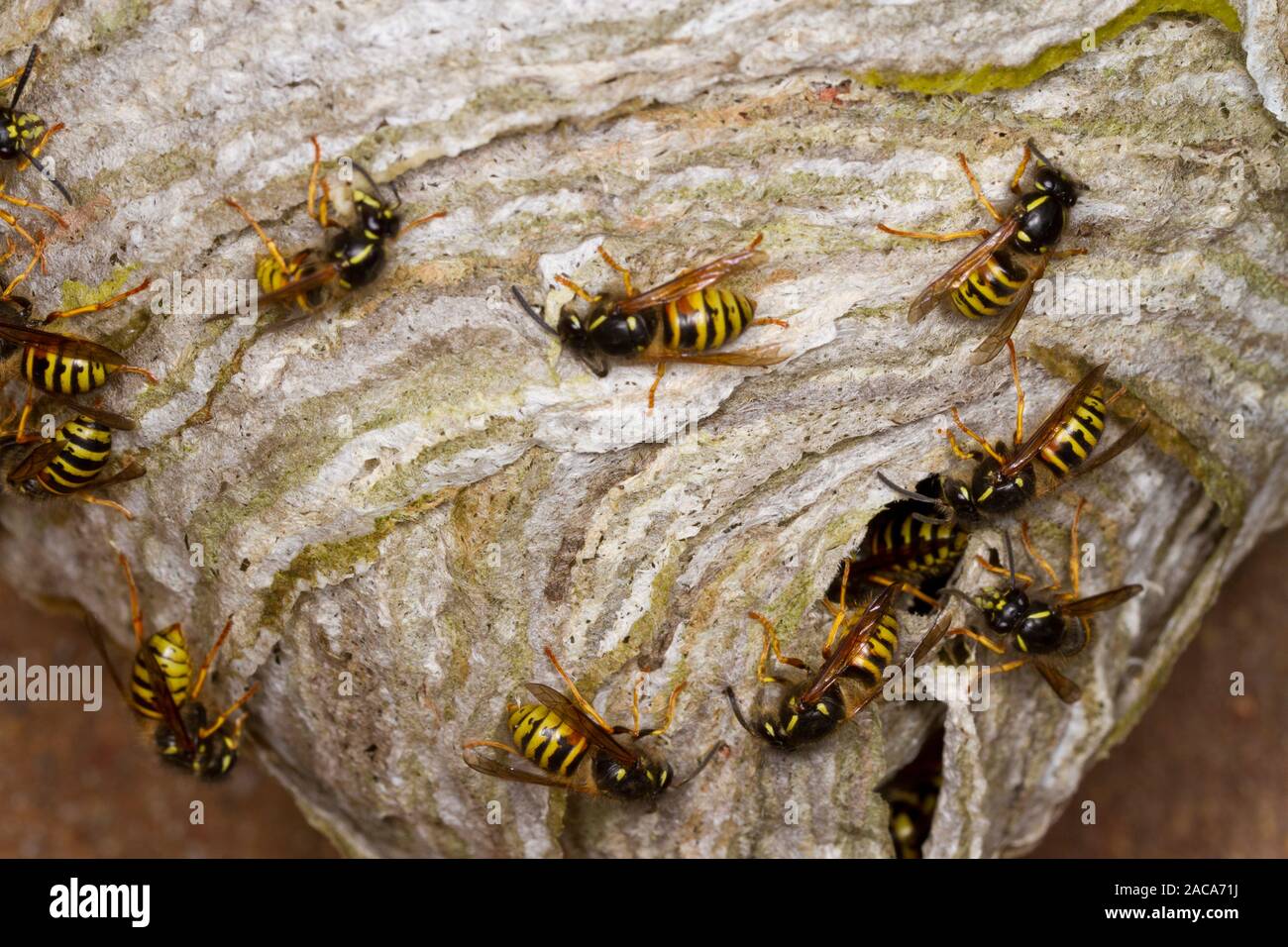 Norwegian wasp (Dolichovespula norwegicus) adult workers enlarging the nest with chewed wood pulp 'paper'. Powys, Wales. June. Stock Photo