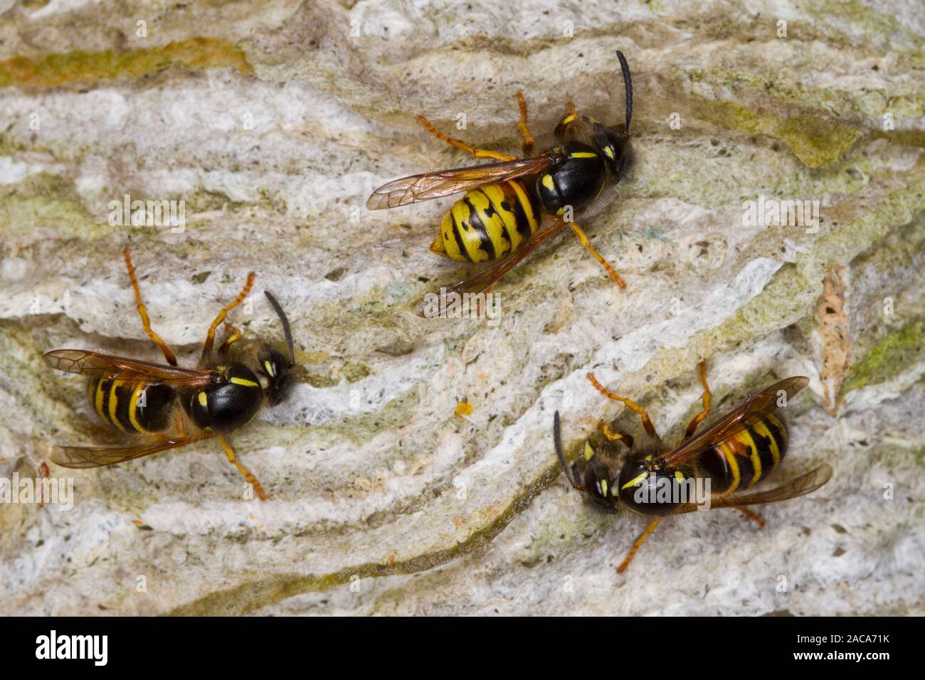 Norwegian wasp (Dolichovespula norwegicus) adult workers enlarging the nest with chewed wood pulp 'paper'. Powys, Wales. June. Stock Photo