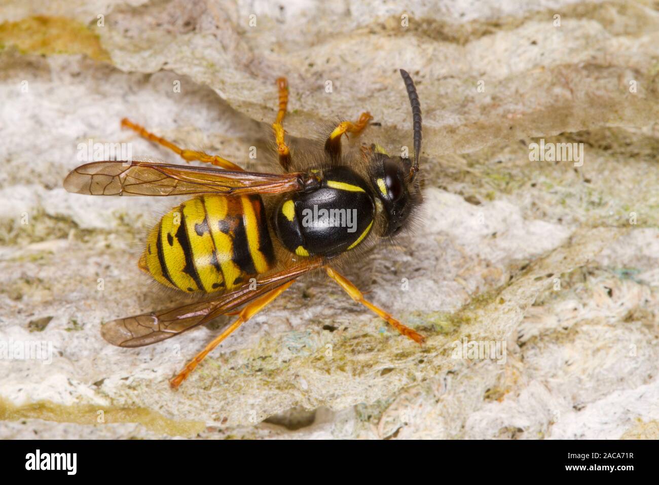 Norwegian wasp (Dolichovespula norwegicus) adult worker enlarging the nest with chewed wood pulp 'paper'. Powys, Wales. June. Stock Photo