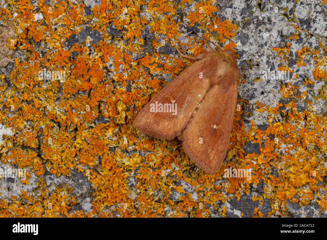 The Clay (Mythimna ferrago) adult moth resting on lichens. Powys, Wales. July. Stock Photo