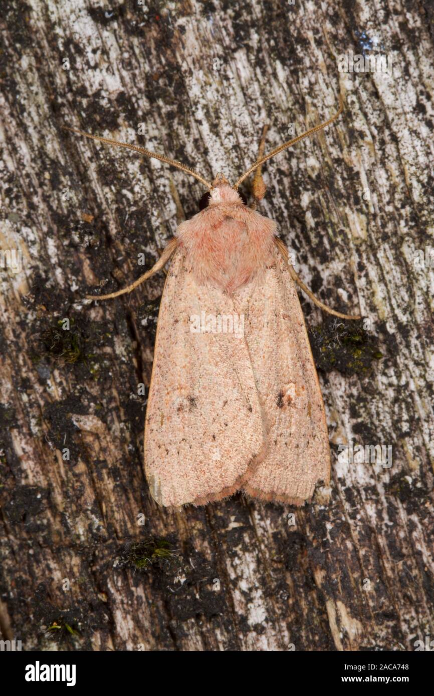 Neglected Rustic (Xestia castanea) adult moth resting on wood. Powys, Wales. August. Stock Photo