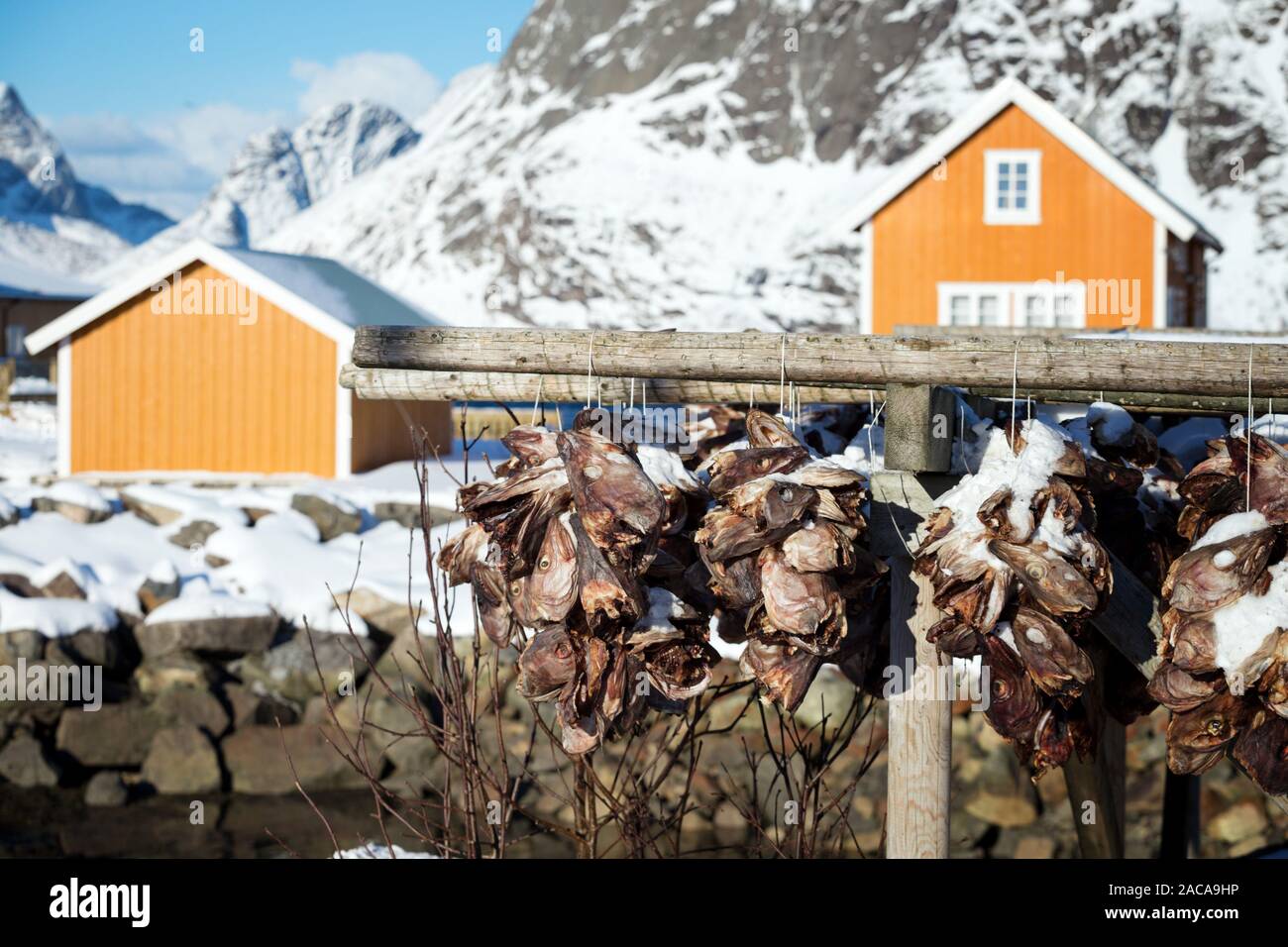 Cod fish drying on flake hi-res stock photography and images - Alamy
