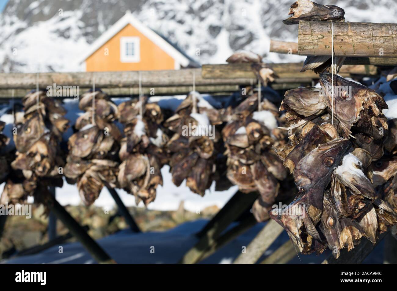dried cod heads hanging on drying rack. Lofoten islands. Norway Stock