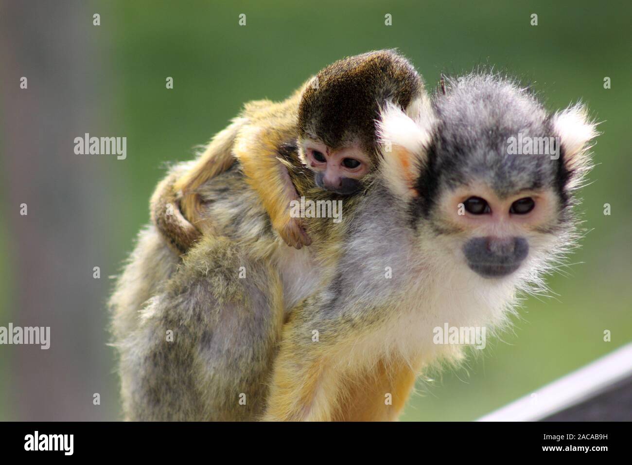 squirrel monkeys Stock Photo