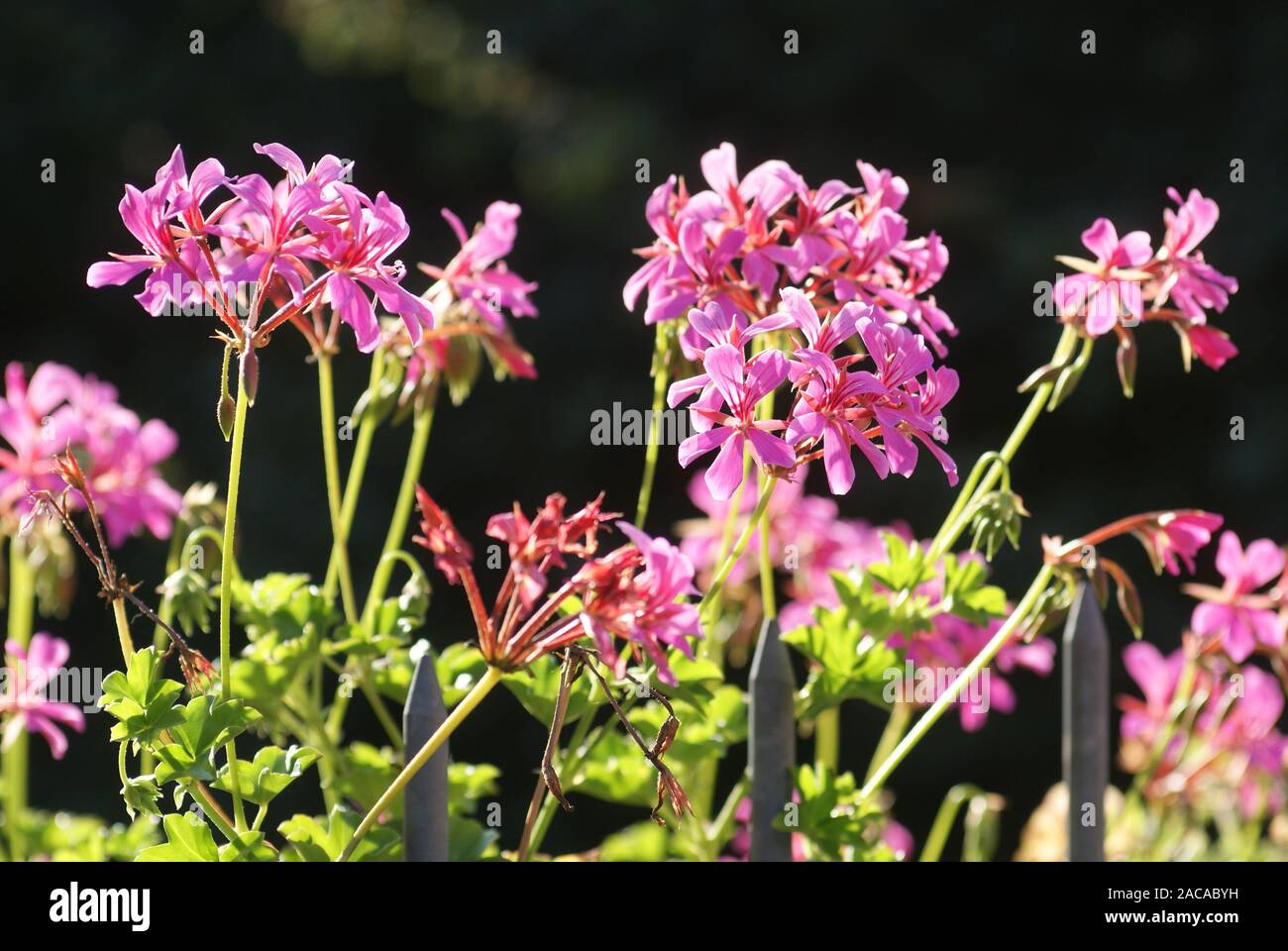 Pelargonium, Geranie Stock Photo