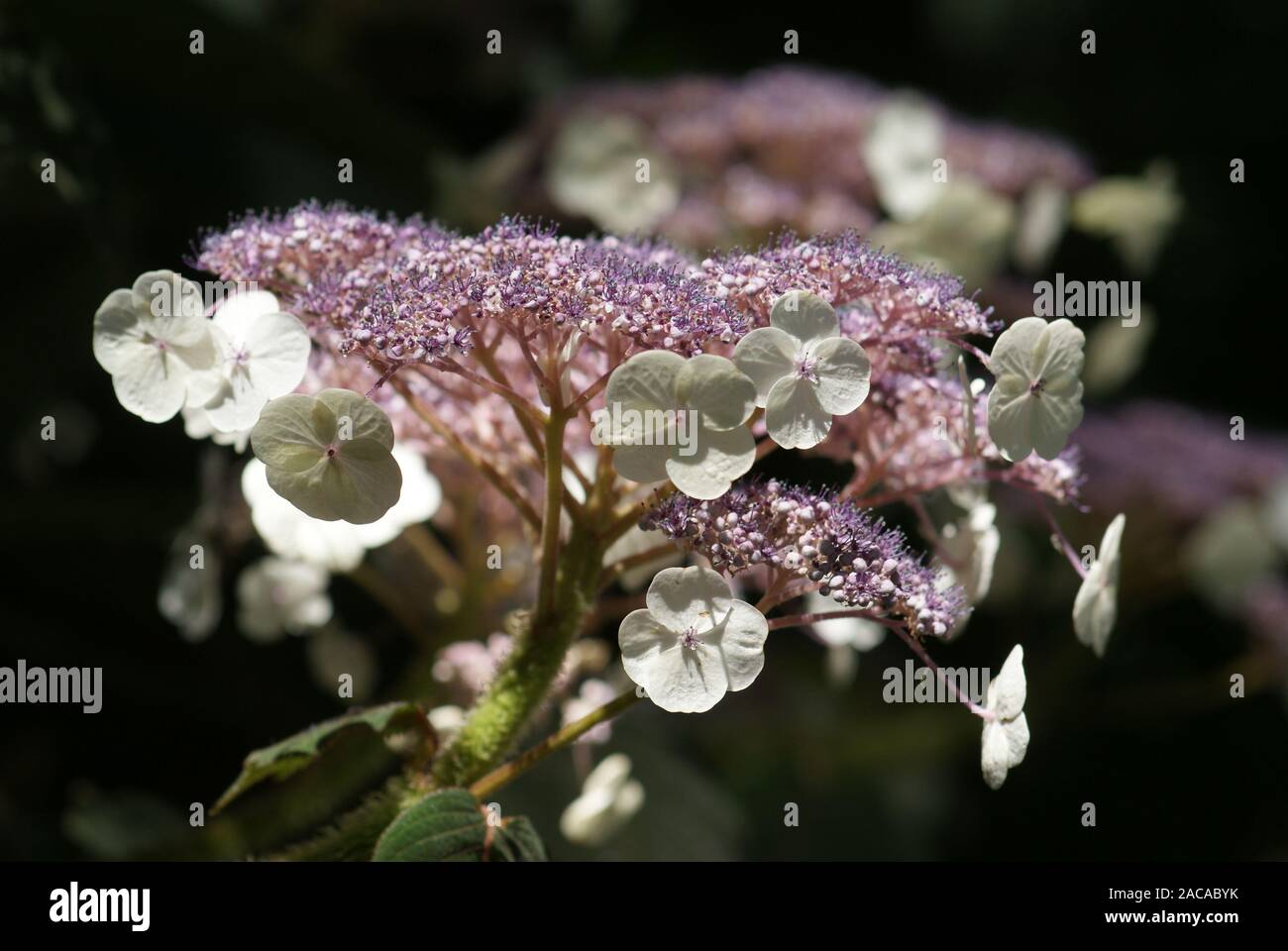 Hydrangea sargentiana, Samthortensie, hortensia Stock Photo