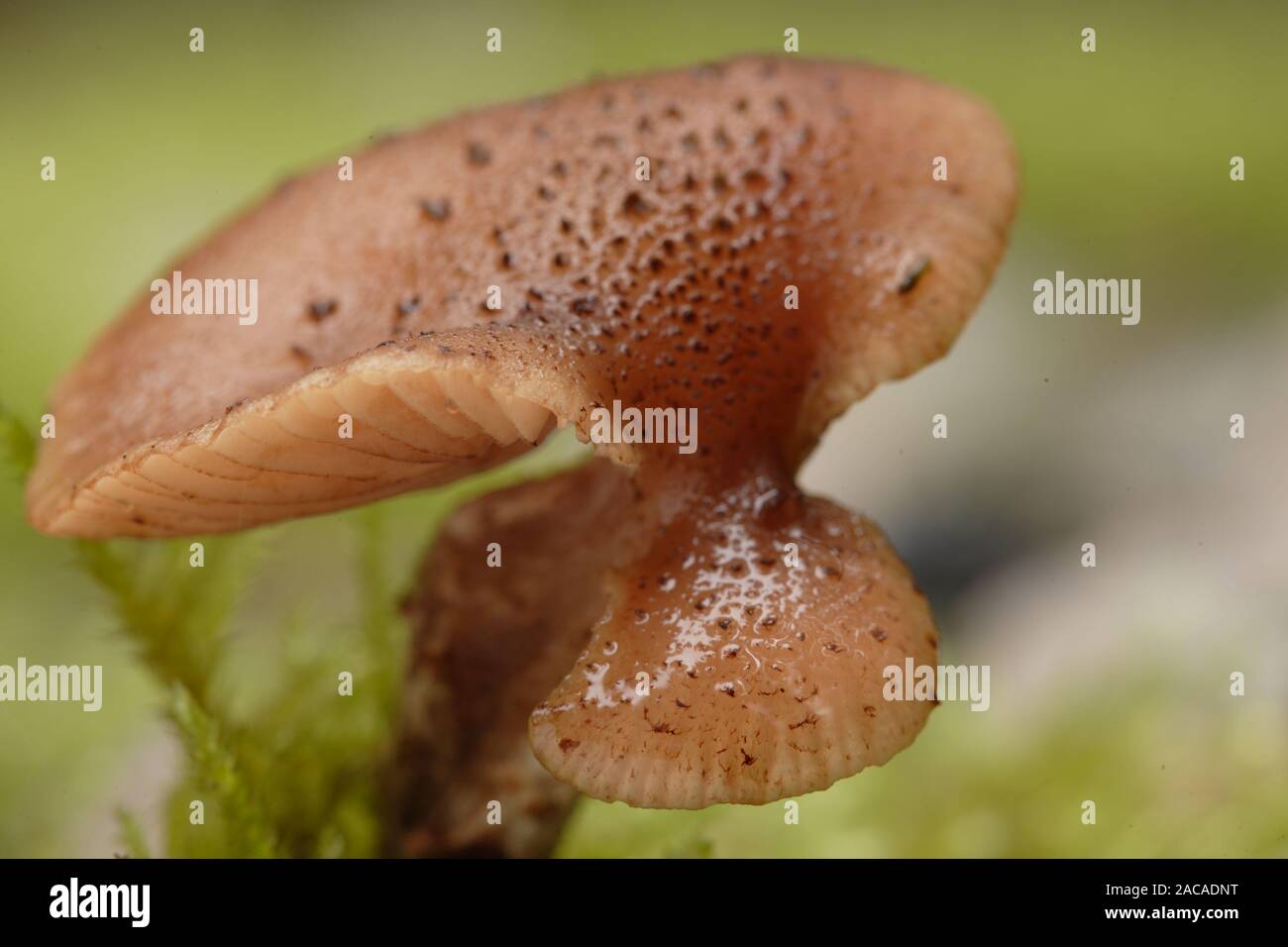 Hallimasch, Armillaria mellea, Stock Photo