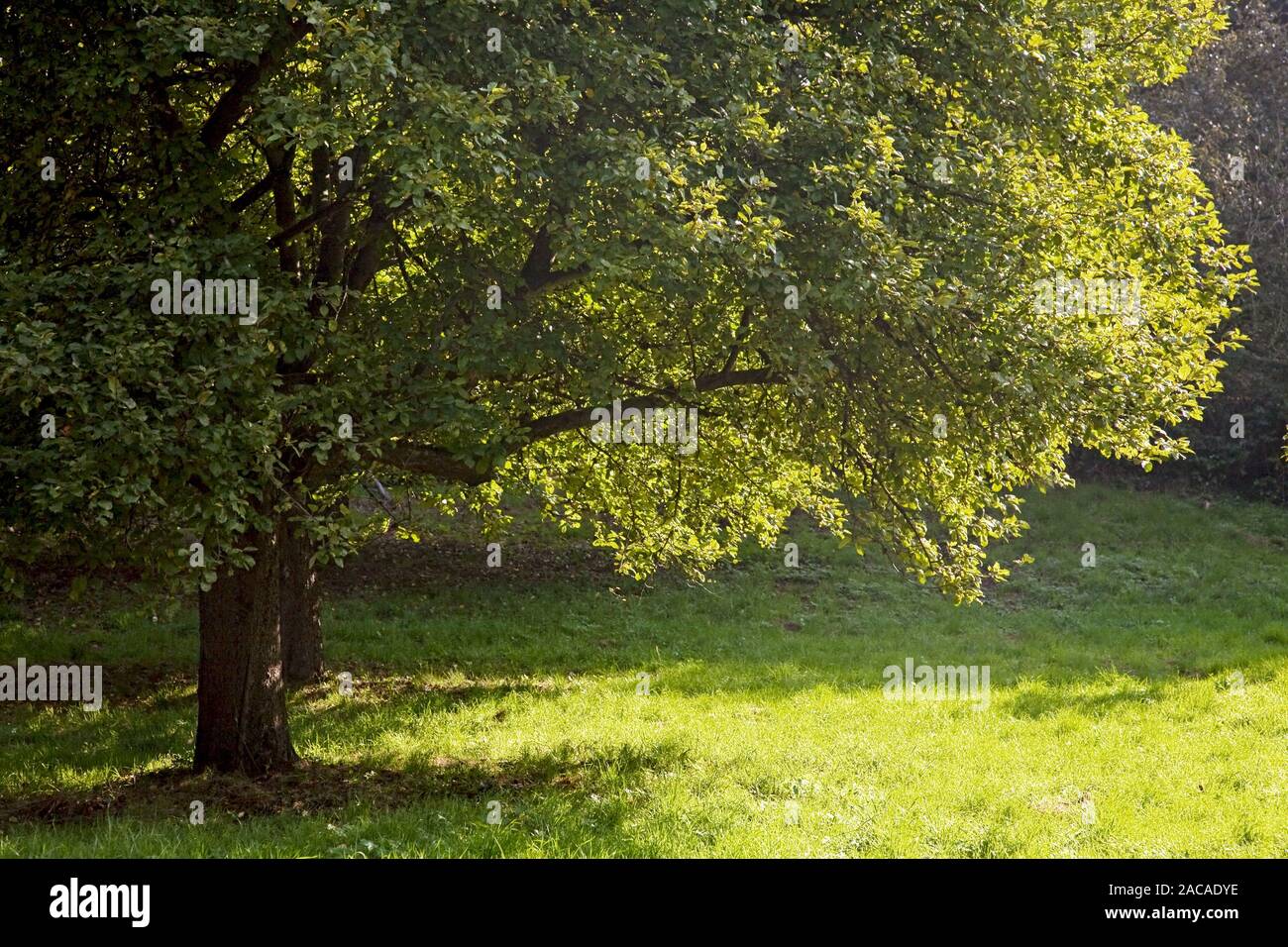 Tree in sunlight Stock Photo