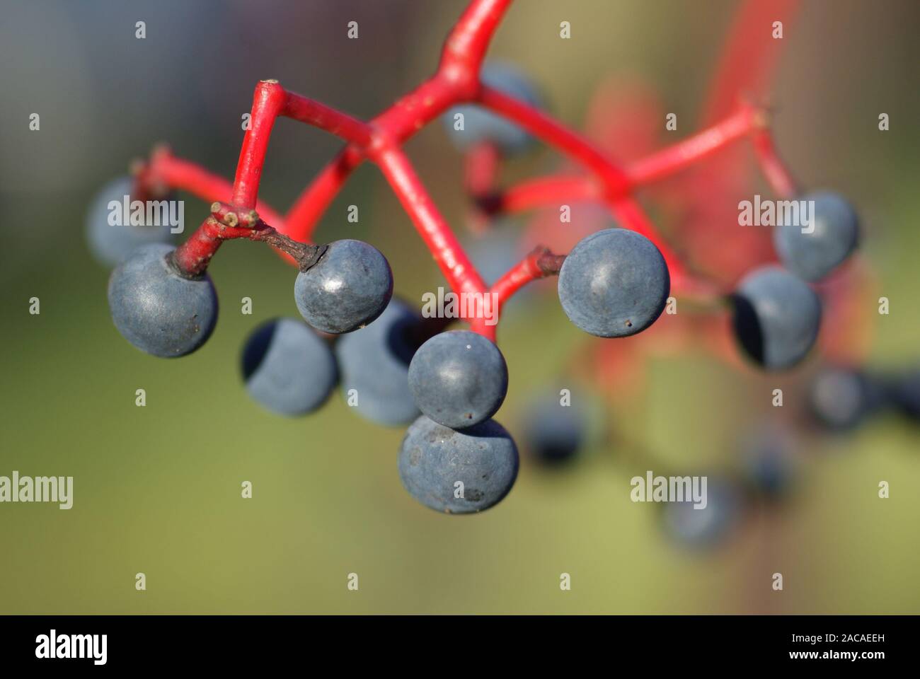 Parthenocissus quinquefolia, Wilder Wein, virginian creeper Stock Photo