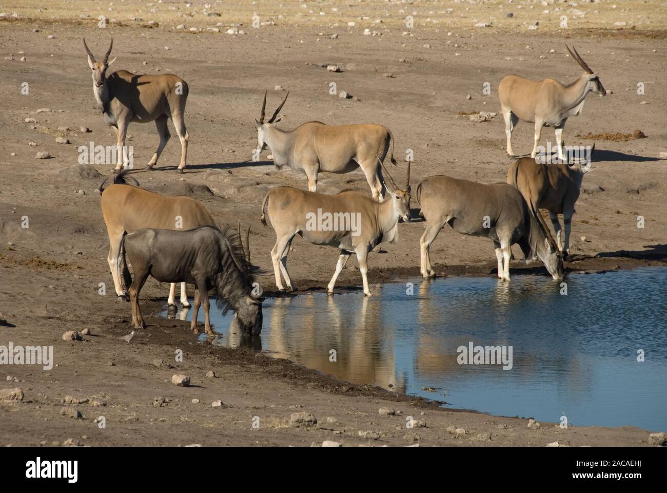 eland and wildebeest Stock Photo