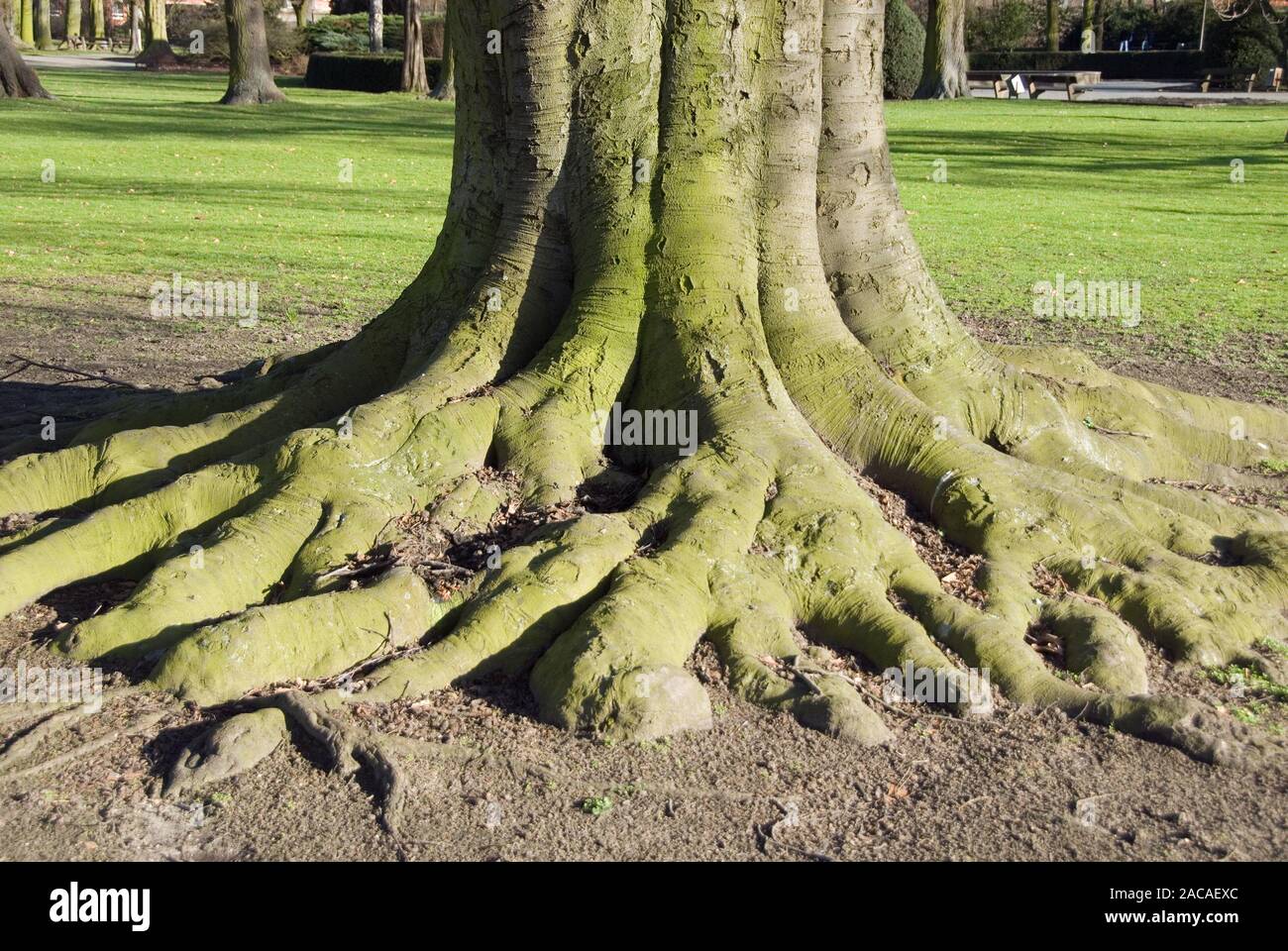 copper beech Stock Photo