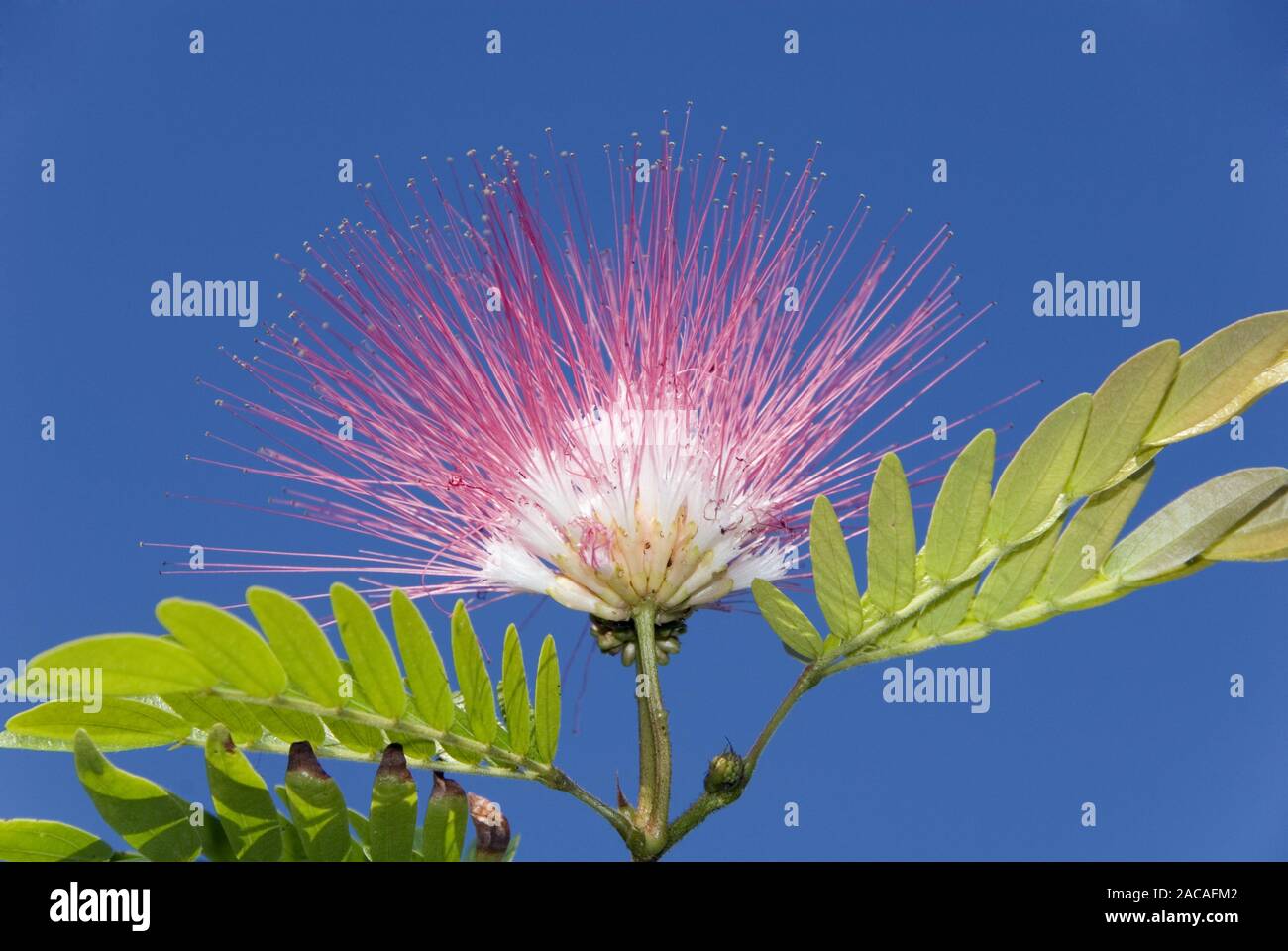 powder puff shrub Stock Photo Alamy