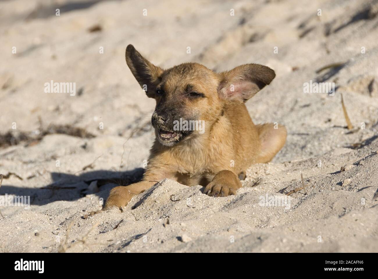 Mongrel puppy on the beach Stock Photo