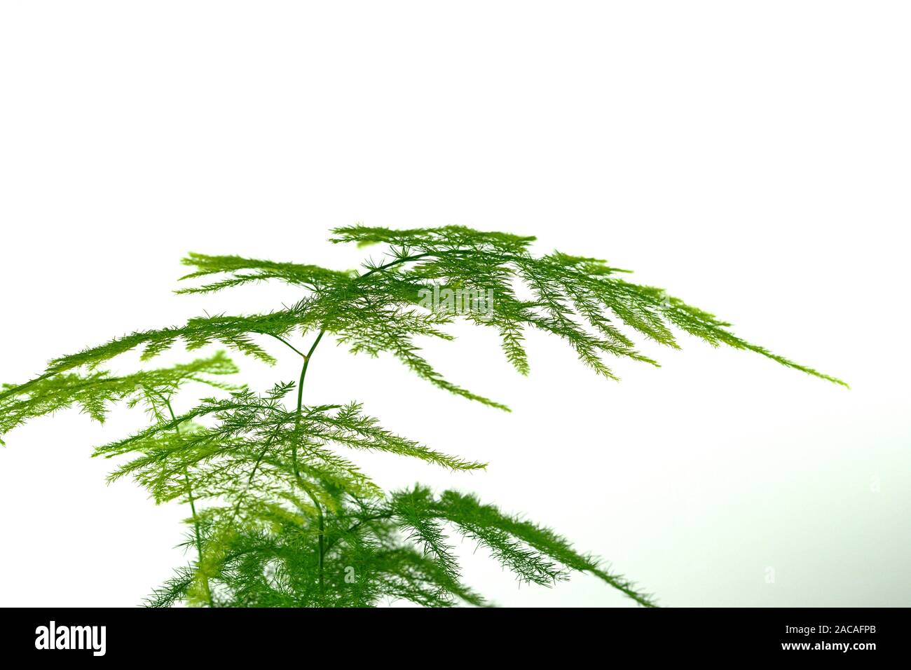 Asparagus fern plant pot hires stock photography and images Alamy