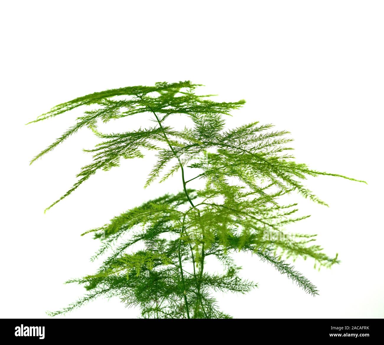 asparagus fern is a perennial evergreen vine foliage plants, ornamental