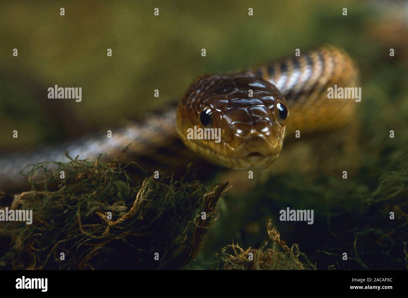 Bairds Kletternatter, Elaphe bairdi, Baird's rat snake, Baird's ratsnake, Baird's pilot snake Stock Photo