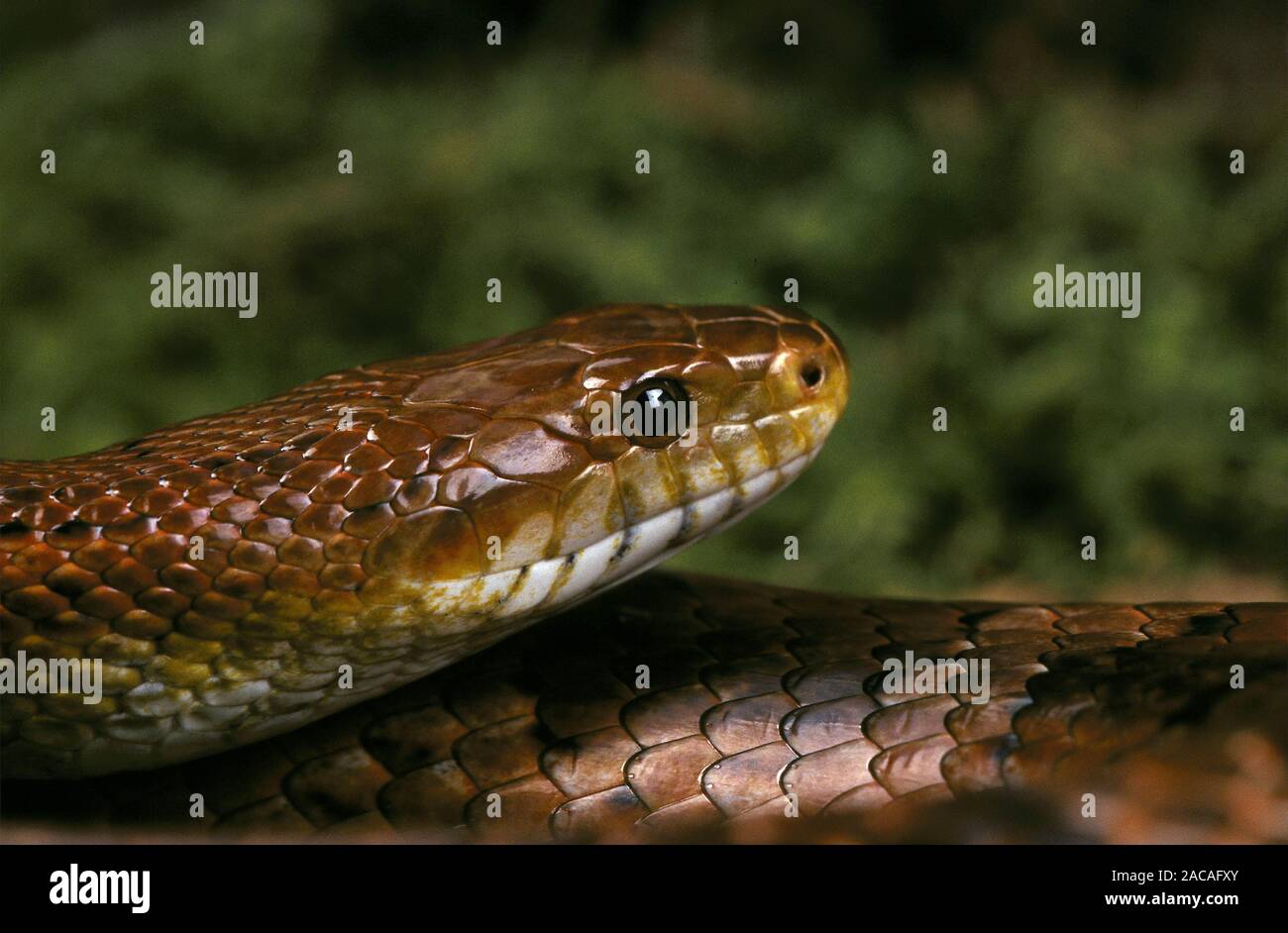 Kornnatter, Elaphe guttata, red rat snake, corn snake Stock Photo