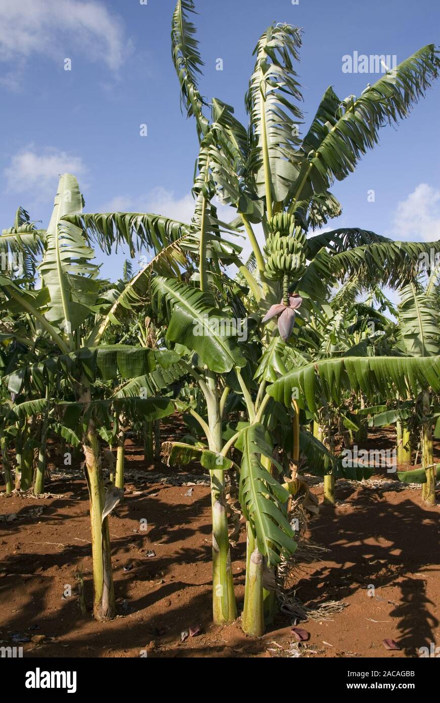 Bananenplantage Stock Photo