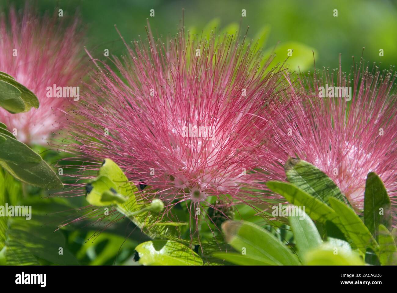 powder puff shrub Stock Photo Alamy