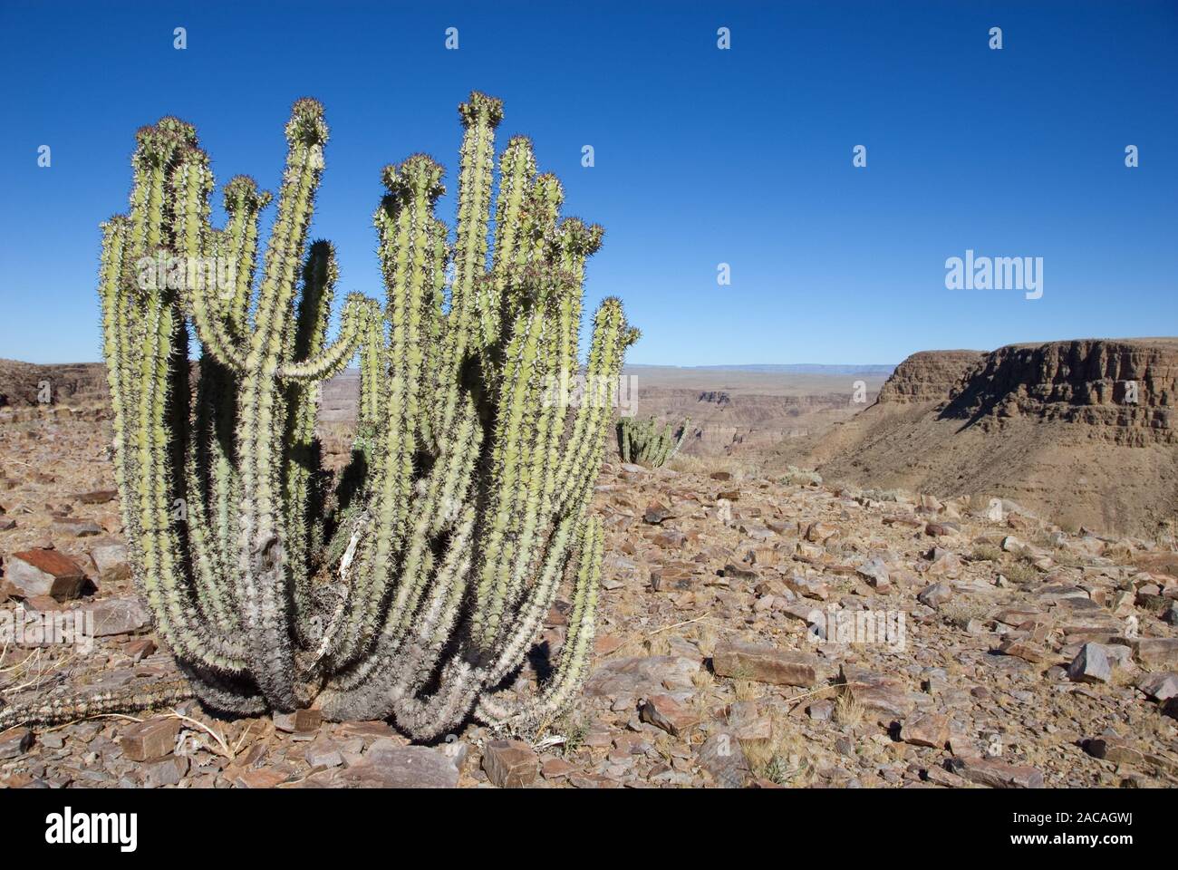 desert euphorbia Stock Photo