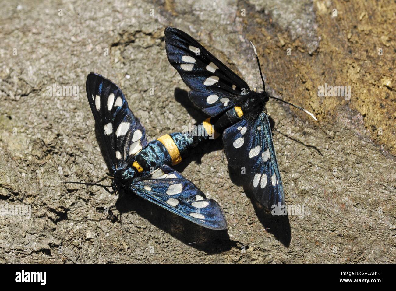 Paarende High Resolution Stock Photography And Images Alamy