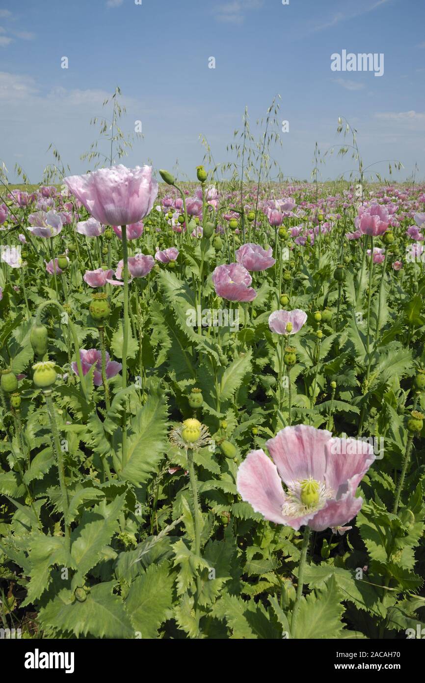 Papaver somniferum opium poppy hi-res stock photography and images - Alamy