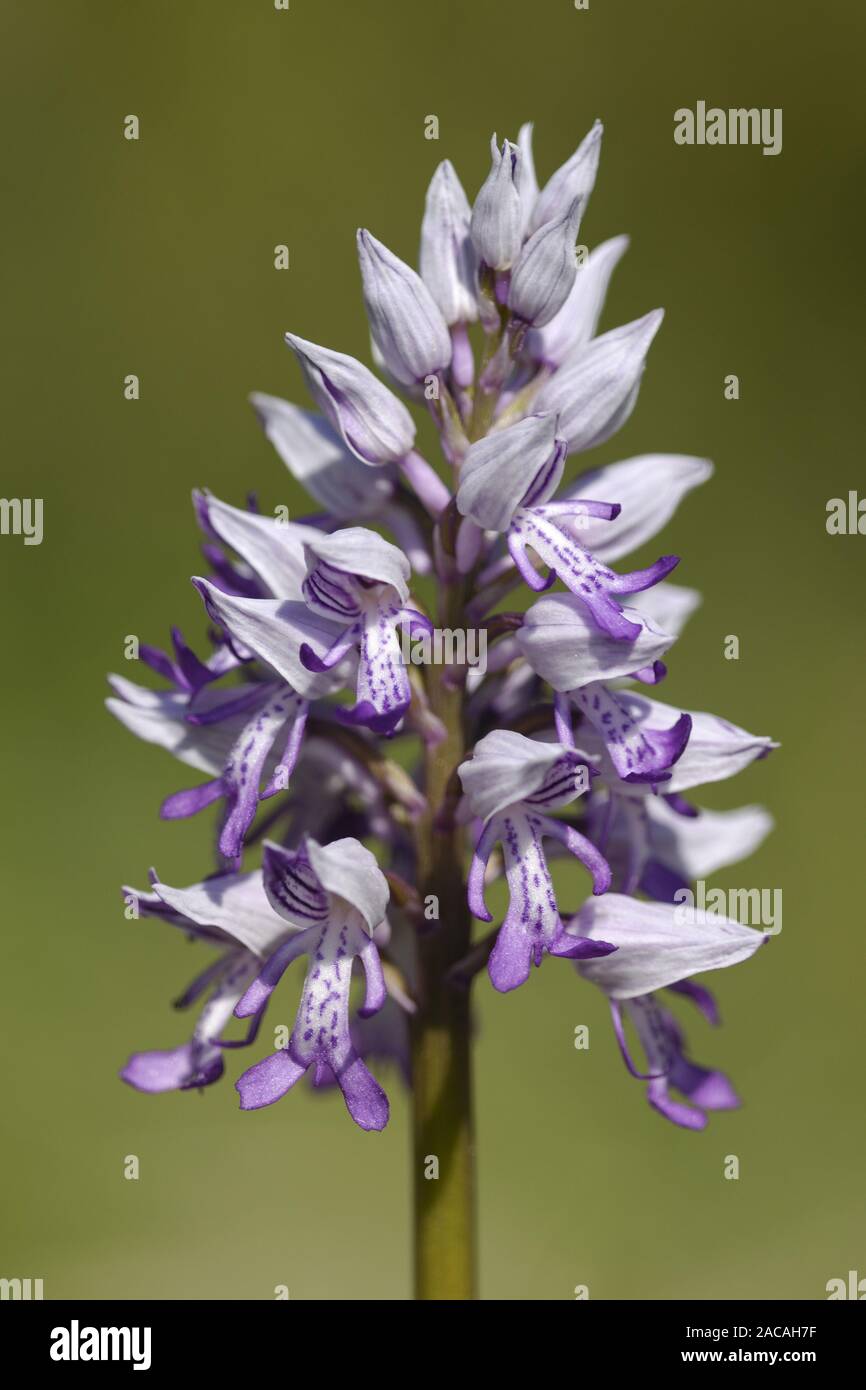 Orchis militaris, Military Orchid, inflorescence Stock Photo
