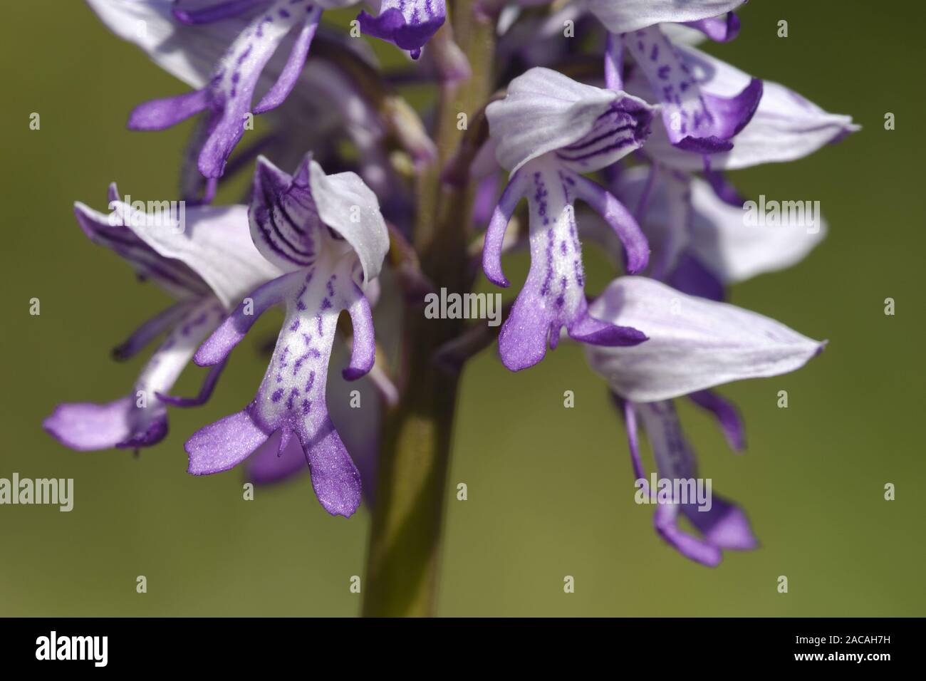Orchis militaris, Military Orchid, inflorescence Stock Photo