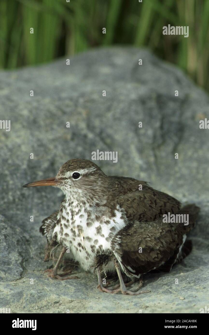 Drosseluferlaeufer hudert Junge, Actitis macularia, Spotted Sandpiper, protecting its chicks Stock Photo