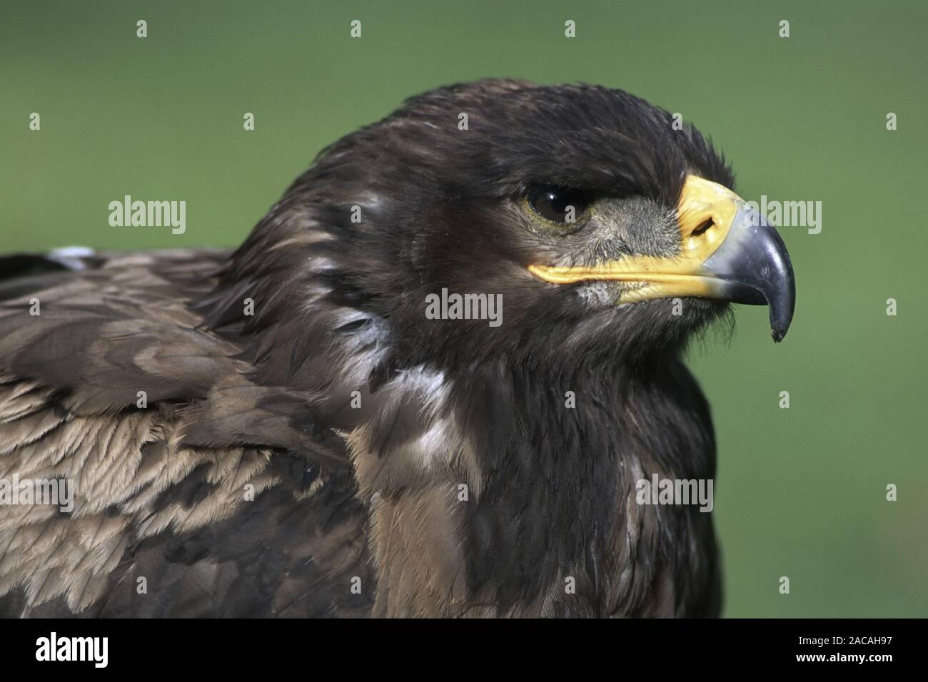 Schelladler, Portrait, Aquila clanga, Spotted Eagle Stock Photo