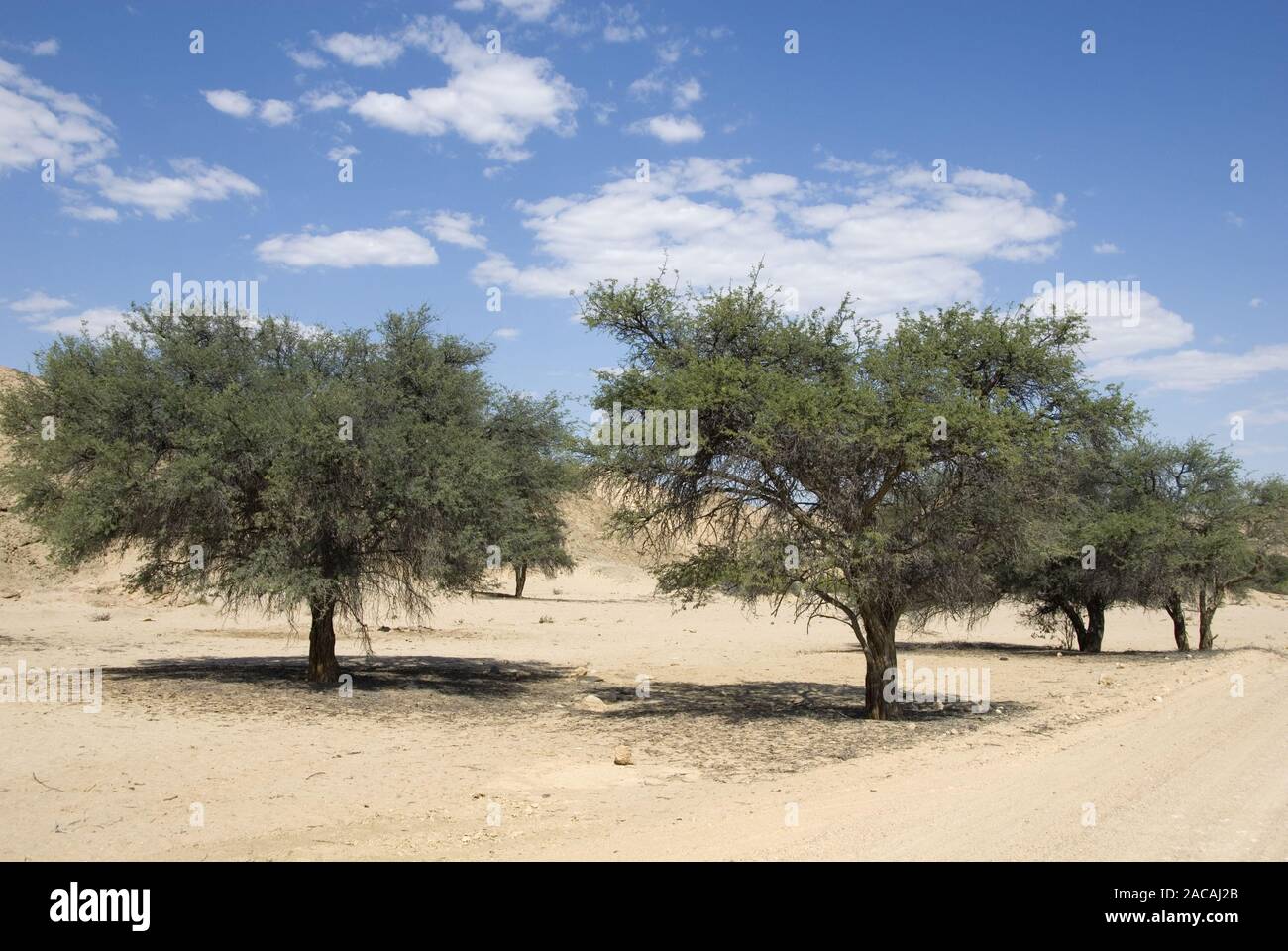 camel thorn trees Stock Photo