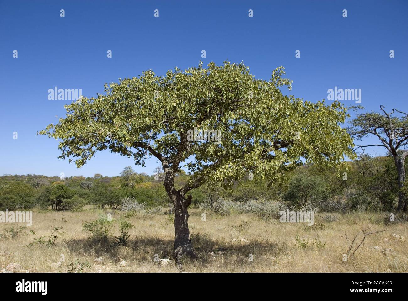 mopane tree Stock Photo