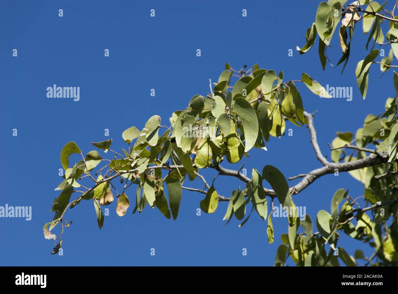 mopane tree Stock Photo