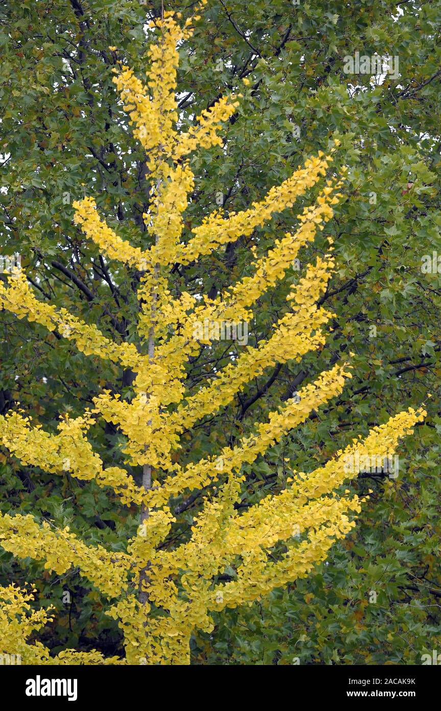 Ginkgo tree with autumnal discoloration ,Ginkgo biloba Stock Photo