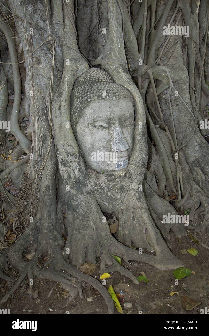 Rooted Buddah head in the Wat Mahathat temple from the 14th century in the old royal city of Ayutthaya, Thailand. Stock Photo