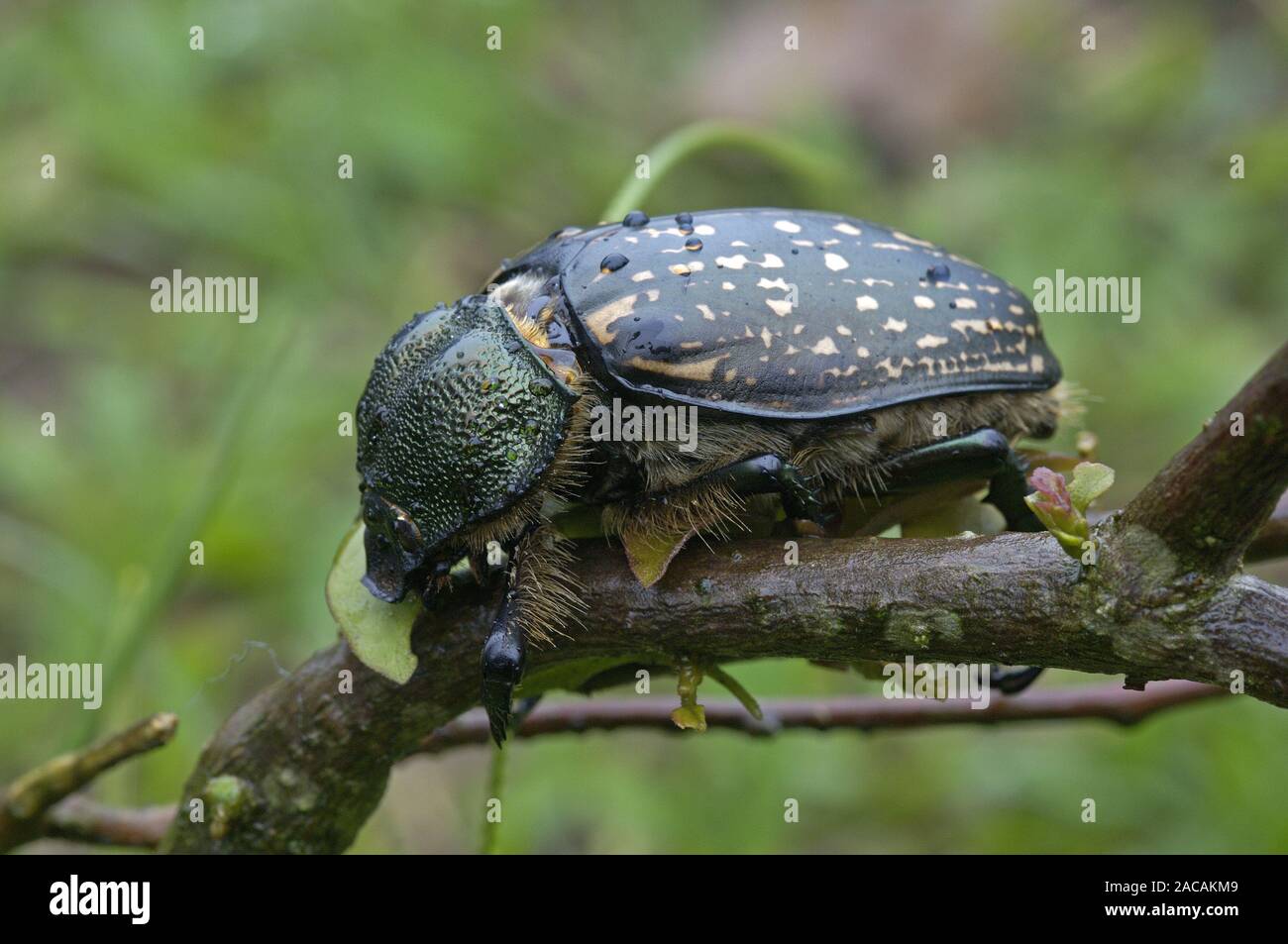 Cheirotonus hi-res stock photography and images - Alamy