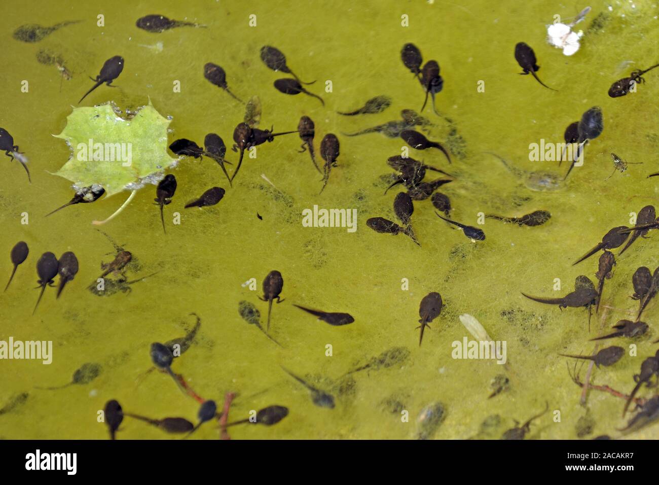 Tadpoles of the water frog , Rana lessonae, eat algae in a pond Stock Photo  - Alamy