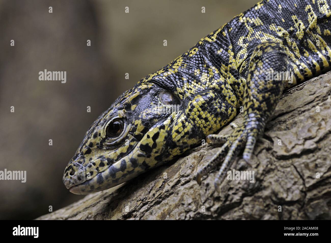 Merianae hi-res stock photography and images - Alamy