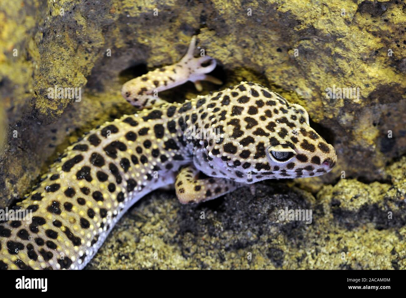 Leopardgecko ,Eublepharis macularius Stock Photo