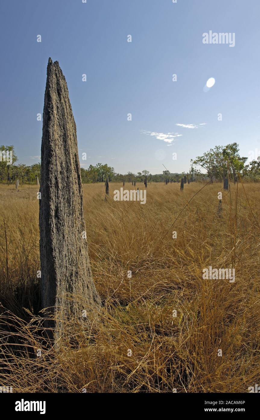 Construction of compass termites, Amitermis meridionalis, Litchfield NP, Northern Territory, Australia Stock Photo
