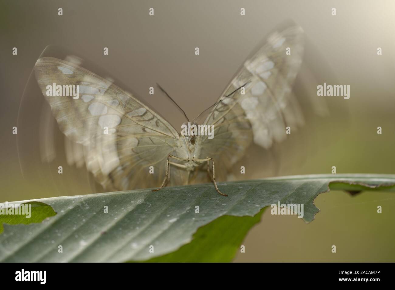 Rust red spotted butterfly (Vindula dejone), South Asia Stock Photo