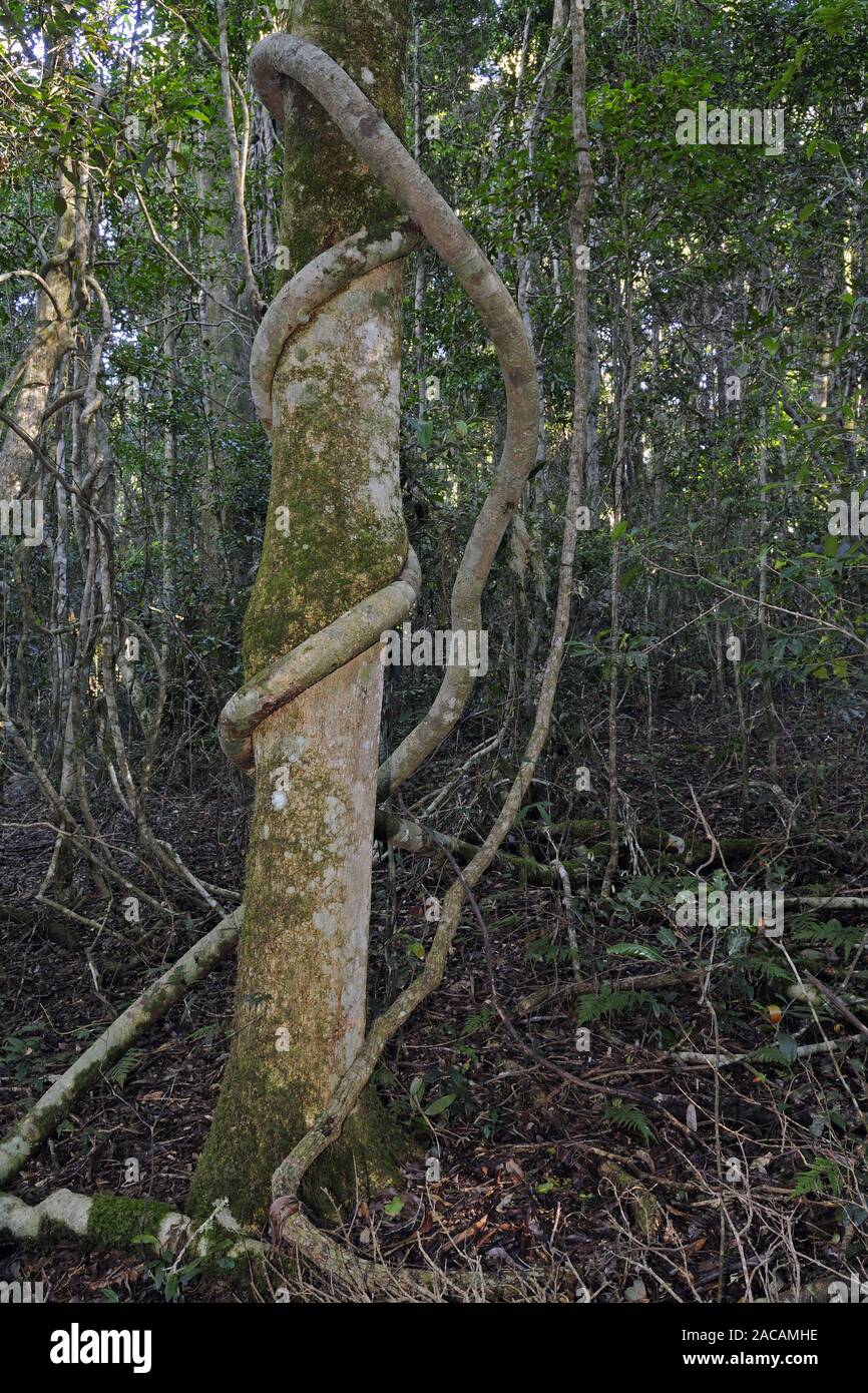 strangler fig wraps around primeval forest tree in lamington np, australia Stock Photo