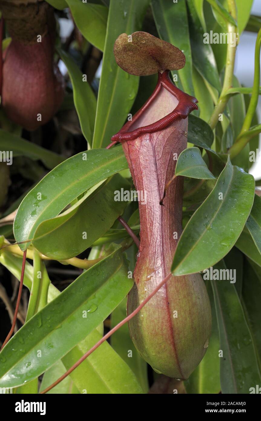 Pitcher plant, Nepenthes ventricosa, Mexico Stock Photo