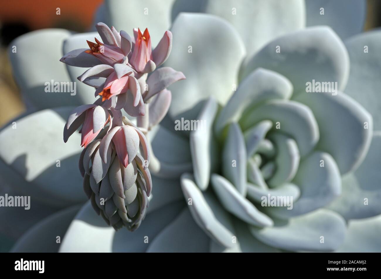 Echeveria hi-res stock photography and images - Alamy
