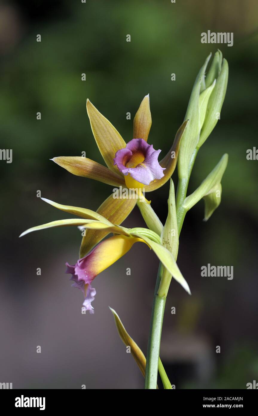 Chinese Dingel, Phaiua tancarvilleae, Australia Stock Photo