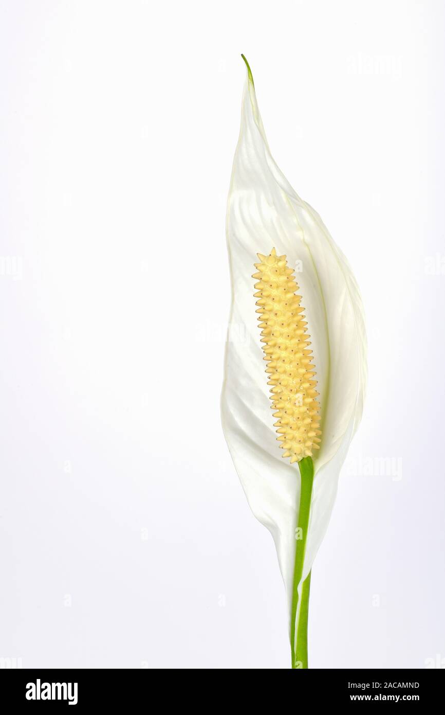 Flower of the Einblatt, Spatiphyllum Stock Photo