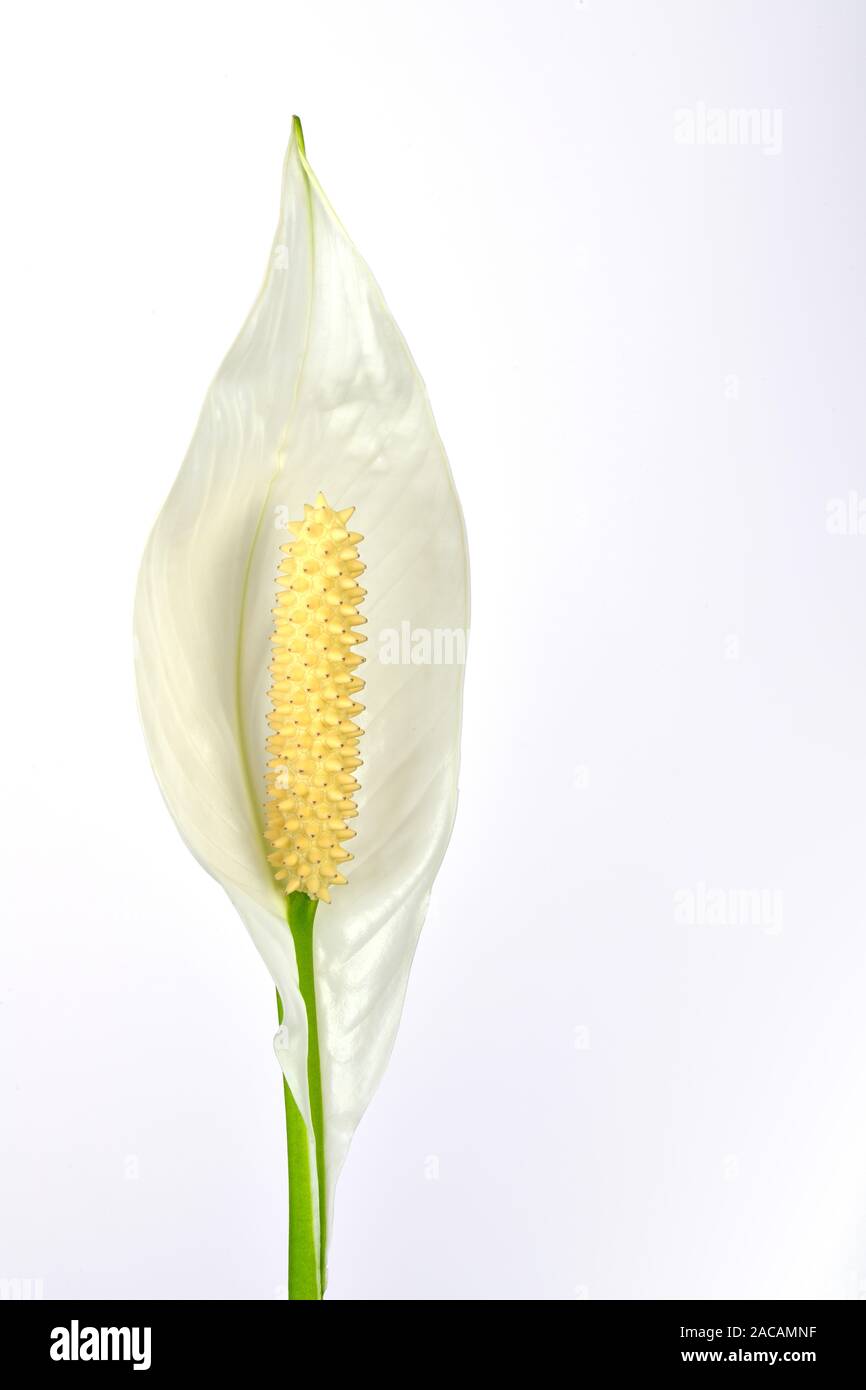 Flower of the Einblatt, Spatiphyllum Stock Photo