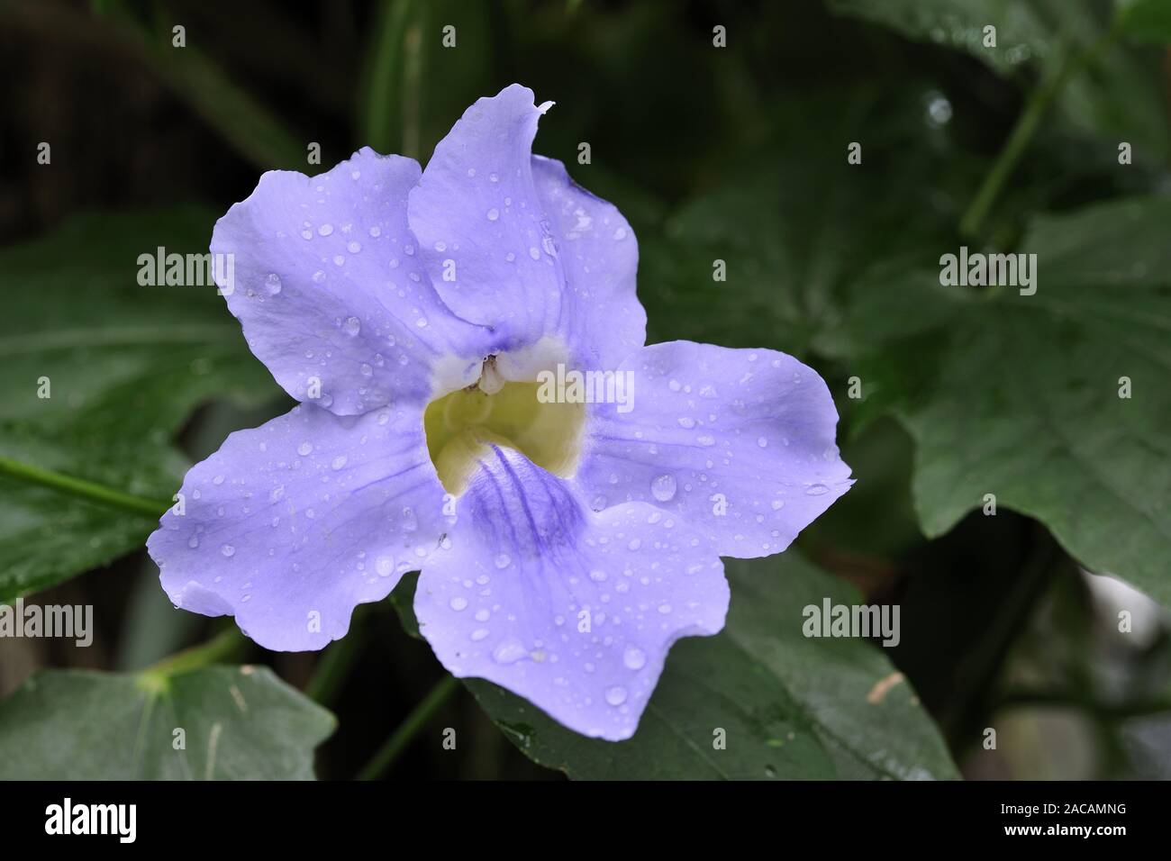 Lobeerblaettrige Thunbergie, Thunbergia laurifolia, Asia Stock Photo